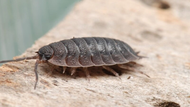 Will Vinegar Kill Woodlice